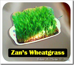 Zans Wheatgrass
